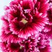 Hollyhock Seeds, Fiesta Time