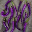 Hot Pepper Seeds, Buena Mulata 