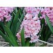Hyacinth Bulbs, Spring Beauty (5 bulbs)