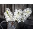 Hyacinth Bulbs, Aiolos (5 bulbs) 