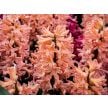 Hyacinth Bulbs, Gipsy Queen (5 bulbs)