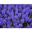 Hyacinth Bulbs, Blue Jacket (5 bulbs)