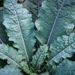 Kale Seeds, Dazzling Blue