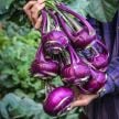 Kohlrabi Seeds, Blauer Speck