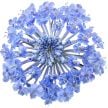 Lace Flower Seeds, Blue