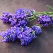 Lavender Seeds, Ellagance Purple 