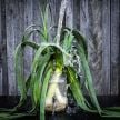 Leek Seeds, Carentan 
