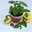Lemon Balm Seeds, Limoncello