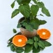 Lemon Balm Seeds, Mandarina