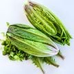 Lettuce Seeds, Brown Goldring
