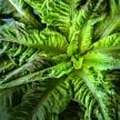 Lettuce Seeds, Chadwick's Rodan