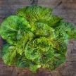 Lettuce Seeds, De Russie