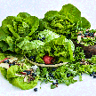 Lettuce Seeds, Landis Winter
