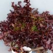 Lettuce Seeds, Outredgeous 