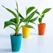 Banana Plants, Dwarf Cavendish
