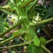 Papaya Plants, Waimanalo
