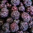 Raspberry Plants, Glencoe
