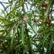 Hibiscus Plants, Chief Kubo's Prize