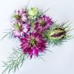  Love-In-A-Mist Seeds, Mulberry Rose
