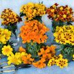 Marigold Seeds, Disco Mix