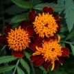 Marigold Seeds, Orange Flame
