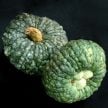 Winter Squash Seeds, Marina Di Chioggia Pumpkin