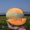 Melon Seeds, Hale's Best 45