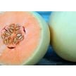 Melon Seeds, Honeydew Orange Flesh