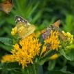 Milkweed Seeds, Hello Yellow 