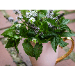 Mint Seeds, Marvelous Mix 