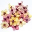 Mullein Seeds, Southern Charm