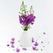 Mullein Seeds, Wild Purple