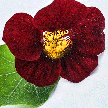 Nasturtium Seeds, Black Velvet