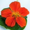 Nasturtium Seeds, Tangerine Whirlybird