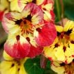 Nasturtium Seeds, Orchid Flame
