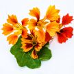 Nasturtium Seeds, Phoenix