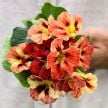 Nasturtium Seeds, Bloody Mary
