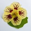Nasturtium Seeds, Orchid Cream