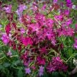 Nicotiana Seeds, Crimson Bedder