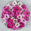 Nicotiana Seeds, Marshmallow