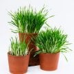 Barley Seeds, Variegated Cat Grass