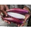 Onion Seeds, Red of Florence
