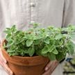 Oregano Seeds, Wild Za'atar 