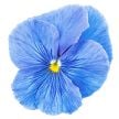 Viola Seeds, Celestial Blue Pansy 