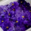 Viola Seeds, Blue Perfection 
