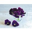Viola Seeds, Berna Velvet Blue Pansy 