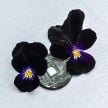 Viola Seeds, Bowles Black 
