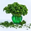 Parsley Seeds, Moss Curled