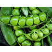Pea Seeds, Sugar Snap