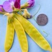 Pea Seeds, Golden Sweet Snow